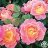 Fruity Petals™ -HEIRLOOM ROSES Sales fruity petals 1 2