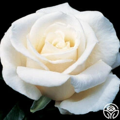 Full Sail -HEIRLOOM ROSES Sales full sail 1 8