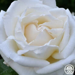 Full Sail -HEIRLOOM ROSES Sales full sail 2 8