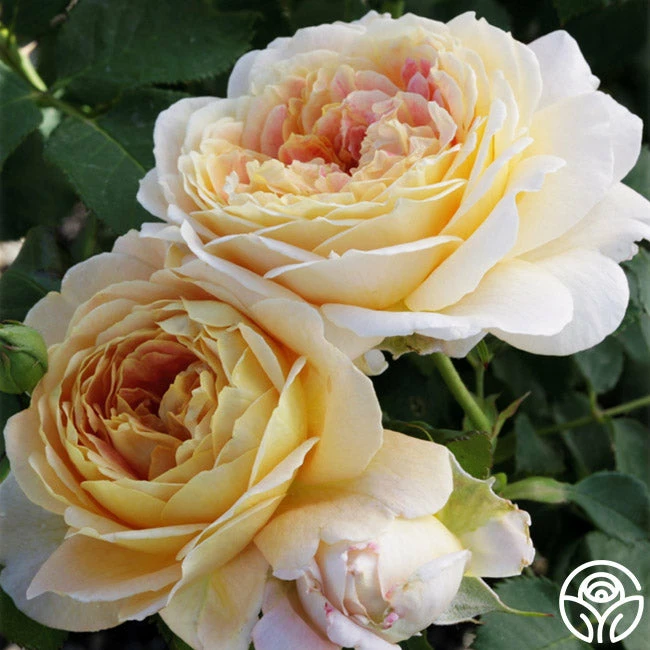 Fun In The Sun™ 6 Fun In The Sun™ - Image 4