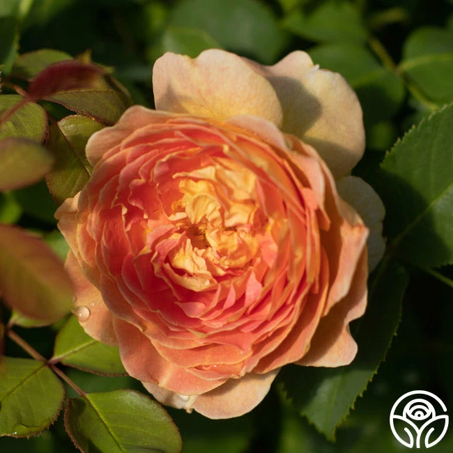 Fun In The Sun™ 5 Fun In The Sun™ - Image 3