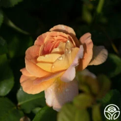 Front Page -HEIRLOOM ROSES Sales funinthesun 2