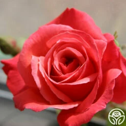 Galway Bay® -HEIRLOOM ROSES Sales galway bay logo 02