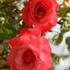 Galway Bay® -HEIRLOOM ROSES Sales galway bay logo 03