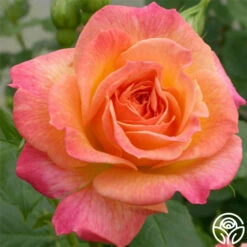 Garden Delight™ -HEIRLOOM ROSES Sales garden delight 2 1