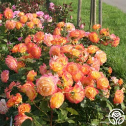 Garden Delight™ -HEIRLOOM ROSES Sales garden delight 4 1