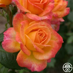 Garden Delight™ -HEIRLOOM ROSES Sales garden delight 6 1