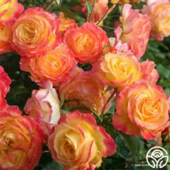 Garden Delight™ -HEIRLOOM ROSES Sales garden delight 7