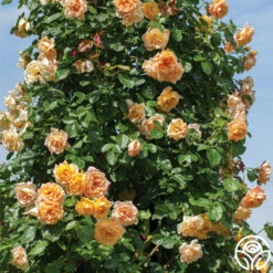 Garden Sun™ -HEIRLOOM ROSES Sales garden sun logo 01