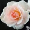 Garden Time™ -HEIRLOOM ROSES Sales garden time 1 2
