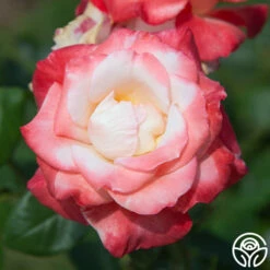 Gemini® -HEIRLOOM ROSES Sales gemini 4 1