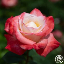 Gemini® -HEIRLOOM ROSES Sales gemini 5 1