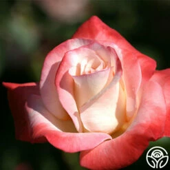 Gemini® -HEIRLOOM ROSES Sales gemini 6 2