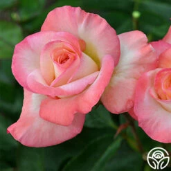 Gemini® -HEIRLOOM ROSES Sales gemini 8