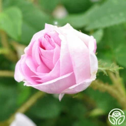 General Kleber -HEIRLOOM ROSES Sales general kleber 11