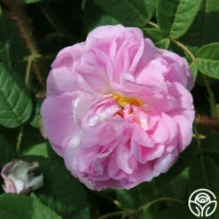 General Kleber -HEIRLOOM ROSES Sales general kleber 2 5