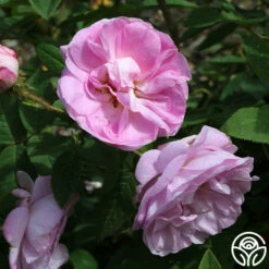 General Kleber -HEIRLOOM ROSES Sales general kleber 4