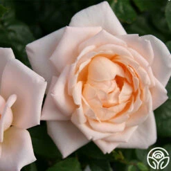 Generosity™ -HEIRLOOM ROSES Sales generosity 3