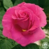 Gentle Giant™ -HEIRLOOM ROSES Sales gentle giant 2
