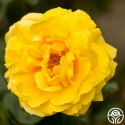 Gina Lollobrigida® -HEIRLOOM ROSES Sales gina lollobrigida 1 7