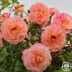 Gitte -HEIRLOOM ROSES Sales gitte 11