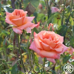 Gitte -HEIRLOOM ROSES Sales gitte 1 9