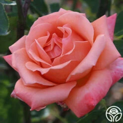Gitte -HEIRLOOM ROSES Sales gitte 2 9
