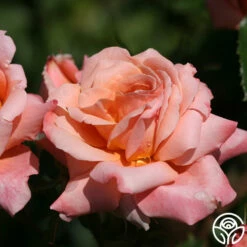 Gitte -HEIRLOOM ROSES Sales gitte 3 8