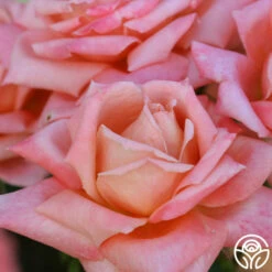 Gitte -HEIRLOOM ROSES Sales gitte 5