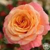 Gitte -HEIRLOOM ROSES Sales gitte 8