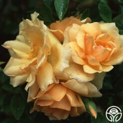 Front Page -HEIRLOOM ROSES Sales gloire de dijon 1 5