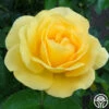 Glorious -HEIRLOOM ROSES Sales glorious 1