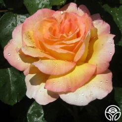 Glowing Peace™ 16 Glowing Peace™ -HEIRLOOM ROSES Sales glowing peace 11