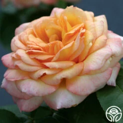Glowing Peace™ 17 Glowing Peace™ -HEIRLOOM ROSES Sales glowing peace 1 8