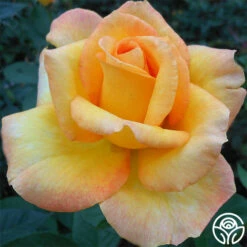 Gold Medal® -HEIRLOOM ROSES Sales gold medal 11