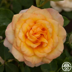 Gold Medal® -HEIRLOOM ROSES Sales gold medal 2 2