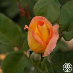 Gold Medal® -HEIRLOOM ROSES Sales gold medal 3 8