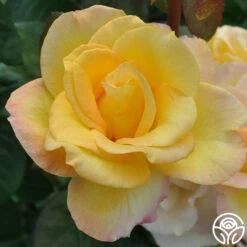 Gold Medal® -HEIRLOOM ROSES Sales gold medal 4 2