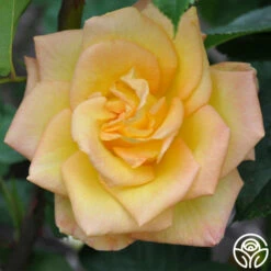 Gold Medal® -HEIRLOOM ROSES Sales gold medal 5 1
