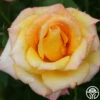Gold Medal® -HEIRLOOM ROSES Sales gold medal 6 1