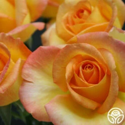 Gold Medal® -HEIRLOOM ROSES Sales gold medal 7 2