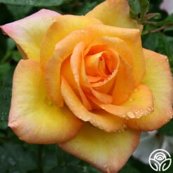 Gold Medal® -HEIRLOOM ROSES Sales gold medal 8 1
