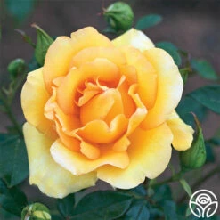 Gold Struck™ -HEIRLOOM ROSES Sales gold struck 1 1