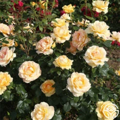 Gold Struck™ -HEIRLOOM ROSES Sales gold struck 3 1