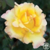 Gold Struck™ -HEIRLOOM ROSES Sales gold struck 4