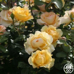 Gold Struck™ -HEIRLOOM ROSES Sales gold struck 5