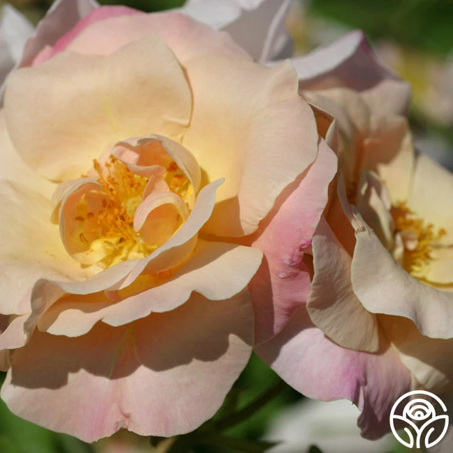 Golden Blush 4 Golden Blush - Image 2