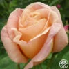 Golden Blush 1 Golden Blush -HEIRLOOM ROSES Sales golden blush logo 02