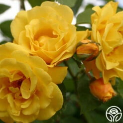 Golden Gate™ -HEIRLOOM ROSES Sales golden gate logo 02
