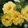 Golden Gate™ -HEIRLOOM ROSES Sales golden gate logo 03